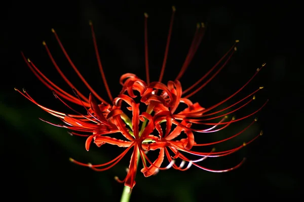 Tokió Japán Szeptember 2022 Közelkép Vörös Pók Liliom Kavargó Homály Stock Kép