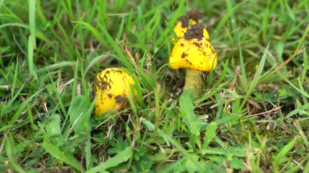 日本东京 2022年9月22日 在草坪上关闭Amanita Javanica — 图库视频影像