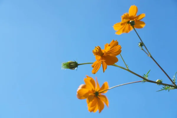 Tokyo,Japan - September 27, 2022: Golden cosmos or yellow cosmos on blue sky background