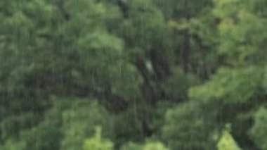 Tokyo, Japonya - 7 Ekim 2022: Orman zemininde sağanak yağmur