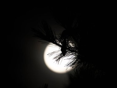 Tokyo, Japonya - 11 Ekim 2022: Geceleyin çam iğnelerinin ardında parlayan dolunay