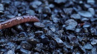 Tokyo, Japonya - 19 Ekim 2022: Islak asfalt zeminde hareket eden bir solucan