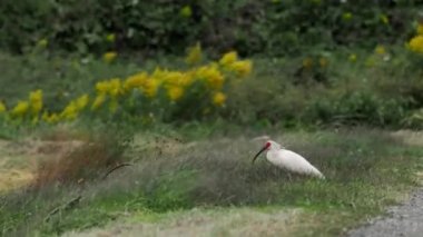 Niigata, Japonya - 21 Ekim 2022: Japonya 'nın Sado adasındaki bir pirinç tarlasında Toki veya Japon ibikleri veya Nipponia nippon