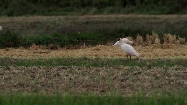 Niigata Japan Oktober 2022 Toki Eller Japanska Crested Ibis Eller — Stockvideo