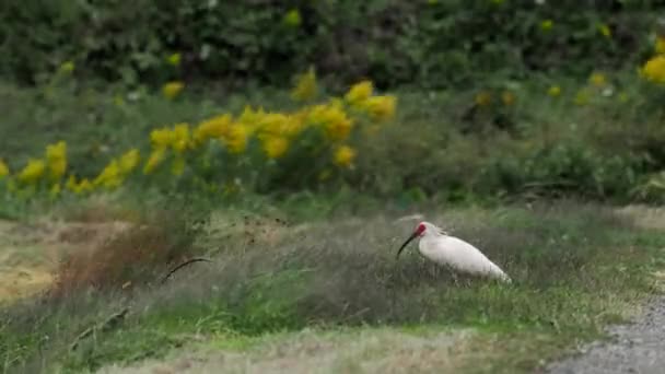 Niigata Japan Oktober 2022 Toki Eller Japanska Crested Ibis Eller — Stockvideo
