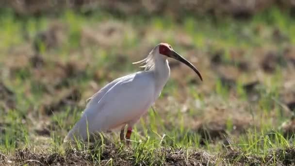 Niigata Japan Oktober 2022 Toki Eller Japanska Crested Ibis Eller — Stockvideo