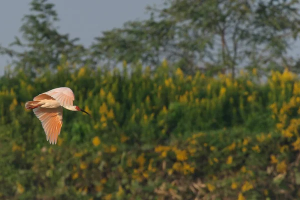 Niigata Japan Oktober 2022 Toki Eller Japanska Crested Ibis Eller — Stockfoto