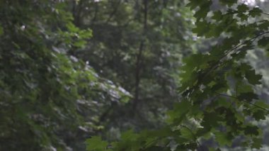 Dışarıda şiddetli yağmur var. Sağanak yağış sırasında büyük yağmur damlaları yola düşer. Su damlaları. Duş al