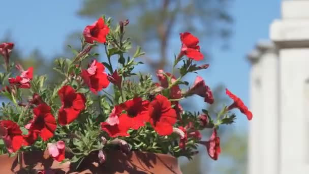 Dekoracyjne Kwietniki Jasnymi Czerwonymi Kwiatami Piękny Krajobraz Parku — Wideo stockowe