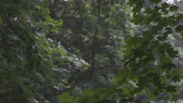 外は大雨 大規模な雨滴の道を注ぐ中に落ちる 水が落ちる シャワー — ストック動画