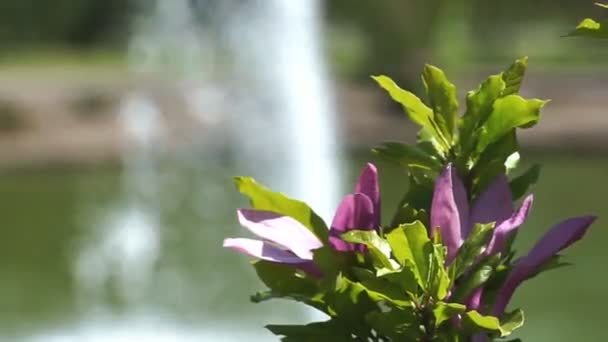Magnolia Kwitnąca Tle Fontanny — Wideo stockowe