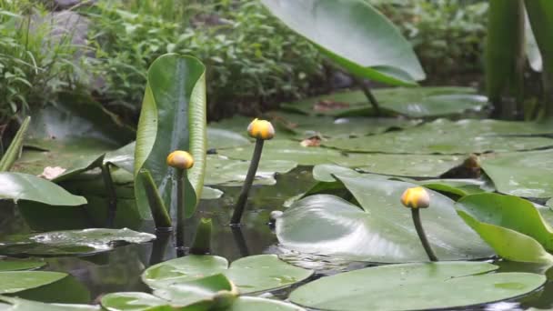 淡いピンク色の水緑の庭の池の水にユリと雨滴 ドイツの夏の雨の日 緑の自然背景 — ストック動画