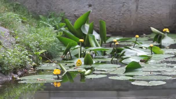 Jasnoróżowa Lilia Wodna Krople Deszczu Green Garden Pond Water Letni — Wideo stockowe
