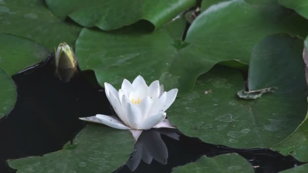 Ljusrosa Vatten Lily Och Regndroppar Green Garden Pond Water Sommarregndagen — Stockvideo