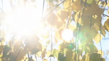 Güneş ışınları ağaçların yeşil yapraklarının arasından geçer. Yeşil yapraklı canlı doku ve kırılan güneş ışınları.