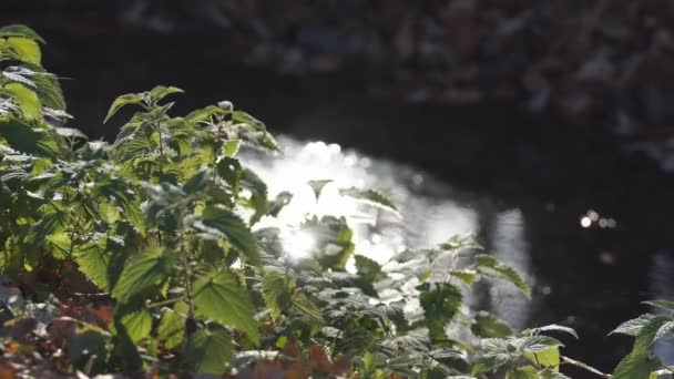 Sun Glare Surface Water Olive Reflections Stars Glare Autumn Lake — Stock Video