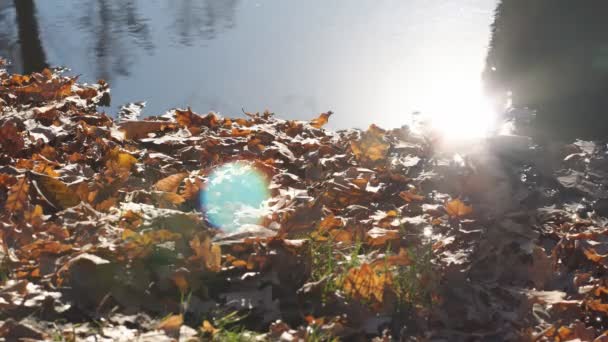 水の表面に太陽のまぶしさ 水面に浮かぶ黄色の葉を通して秋の湖に輝く星々 — ストック動画