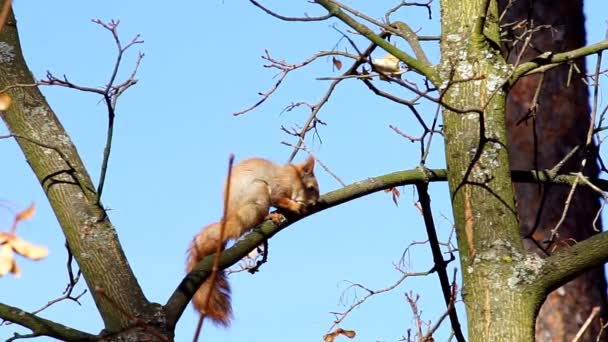 Esquilo Sentado Galho Árvore Alegremente Rói Deleite Encontrado Floresta Posando — Vídeo de Stock
