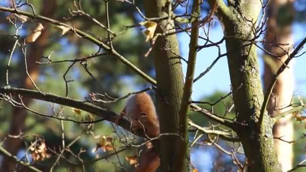 Una Ardilla Sentada Una Rama Árbol Roe Alegremente Una Golosina — Vídeos de Stock