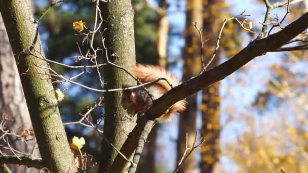 Wiewiórka Siedząca Gałęzi Drzewa Radośnie Gryzie Smakołyk Znaleziony Lesie Szczęśliwie — Wideo stockowe