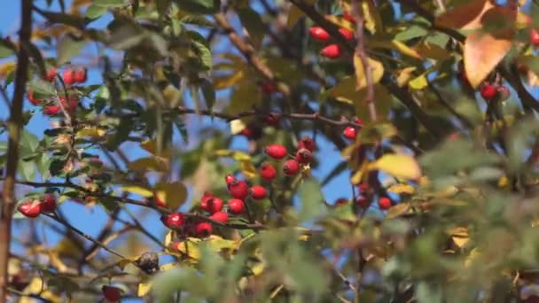 Rosehip Jagody Jesienią Duży Krzak Słoneczny Dzień — Wideo stockowe