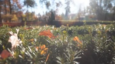 Kuru yapraklarla kaplı bir orman çalısı üzerinde altın sonbahar merceğinden gelen güneş ışığı ve parıltılar. Kahverengi yaprak yığınıyla kaplı huzurlu orman bitkisinin manzarası..