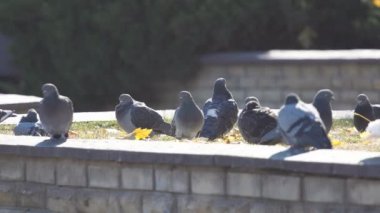 Şehir meydanında bir güvercin sürüsü besleniyor ve tüyleri temizleniyor.
