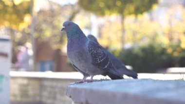 Şehir meydanında bir güvercin sürüsü besleniyor ve tüyleri temizleniyor.