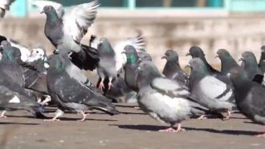 Şehir meydanında bir güvercin sürüsü besleniyor ve tüyleri temizleniyor.