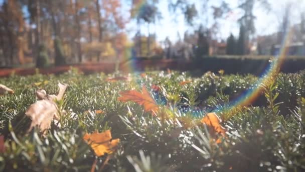 Sluneční Paprsky Záře Čočky Zlatého Podzimu Září Lesní Keř Pokrytý — Stock video