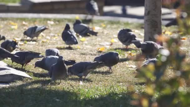 街の広場で鳩の群れが餌ときれいな羽を食べます — ストック動画
