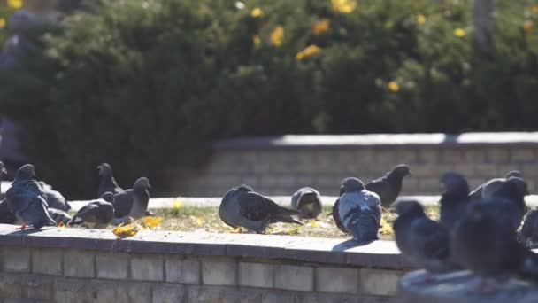 Flock Pigeons Feed Clean Feathers City Square — Stock Video