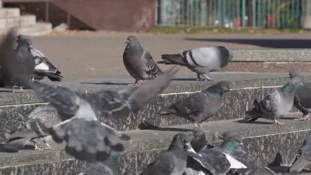 街の広場で鳩の群れが餌ときれいな羽を食べます — ストック動画