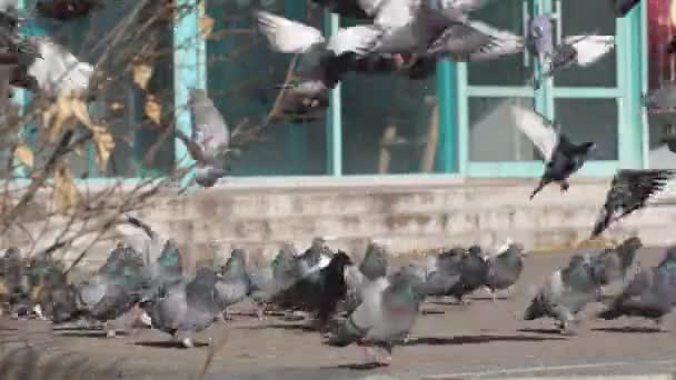 Flock Pigeons Feed Clean Feathers City Square — Stock Video