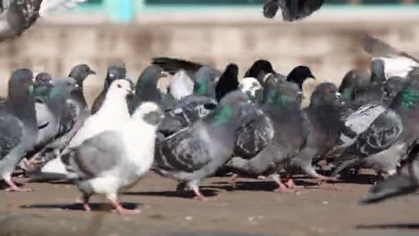 Troupeau Pigeons Nourrissent Des Plumes Propres Sur Place Ville — Video