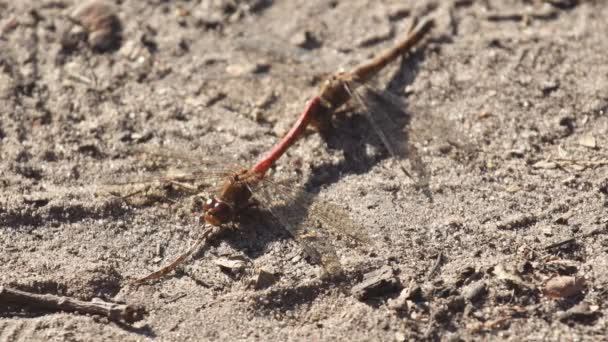 Libellula Seduta Sulla Sabbia Due Libellule Accoppiano Seduti Sulla Sabbia — Video Stock