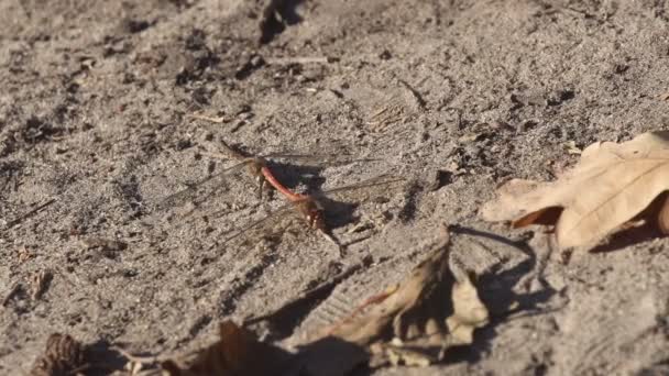 Libelle Sitzt Auf Dem Sand Zwei Libellen Paaren Sich Sand — Stockvideo