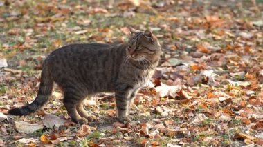 Sevimli, kısa saçlı, parlak yeşil gözlü, gri evcil bir kedi doğada huzur içinde yürüyor, kameraya ve şaşılara bakıyor. Keyifli ve tembel ruh hali.