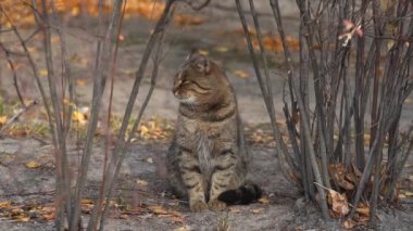 Sevimli, kısa saçlı, parlak yeşil gözlü, gri evcil bir kedi doğada huzur içinde yürüyor, kameraya ve şaşılara bakıyor. Keyifli ve tembel ruh hali.