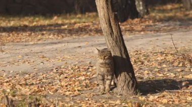 Sevimli, kısa saçlı, parlak yeşil gözlü, gri evcil bir kedi doğada huzur içinde yürüyor, kameraya ve şaşılara bakıyor. Keyifli ve tembel ruh hali.