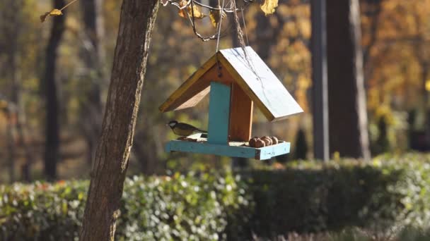 Bird Titmouse Sitting Feeder Tits Fly Feeder Hanging Tree Backdrop — Vídeo de Stock