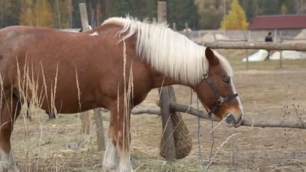 Huge Horse Feeds Grass Pasture Home Farm Equine Mammals Grazing — Stock Video