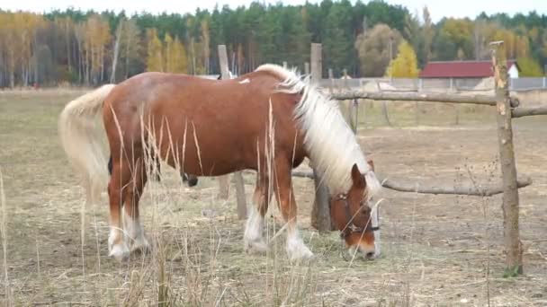 一匹大马在牧场里吃草 家乡的马哺乳动物在绿地里吃草 马里斯用尾巴驱赶苍蝇和蚊子 咀嚼着的马的样子 — 图库视频影像