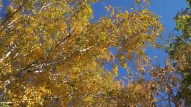 Sonbahar manzarası, sarı çimenler ve yumuşak rüzgarda sallanan ağaç yaprakları. Sonbahar mevsimi