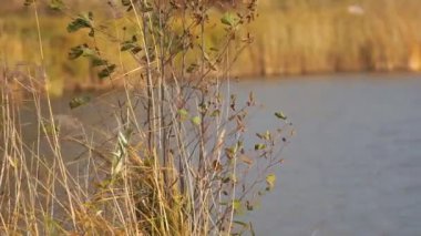 Sonbahar manzarası, sarı çimenler ve yumuşak rüzgarda sallanan ağaç yaprakları. Sonbahar mevsimi