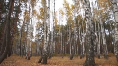 Sonbahar manzarası, sarı çimenler ve yumuşak rüzgarda sallanan ağaç yaprakları. Sonbahar mevsimi