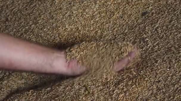 Cereali Grano Nelle Mani Agricoltore Movimento Ravvicinato Della Mano Agricoltore — Video Stock