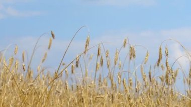 Buğday tarlası, rüzgardan sarkan buğday kulakları. Altın kulaklar rüzgarda yavaşça sallanıyor. Yaz günü olgunlaşan buğday tarlası manzarası. Tarım endüstrisi.