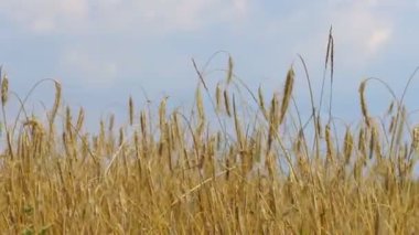 Buğday tarlası, rüzgardan sarkan buğday kulakları. Altın kulaklar rüzgarda yavaşça sallanıyor. Yaz günü olgunlaşan buğday tarlası manzarası. Tarım endüstrisi.