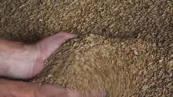 Grãos Trigo Nas Mãos Agricultor Movimento Perto Mão Agricultor Que — Vídeo de Stock